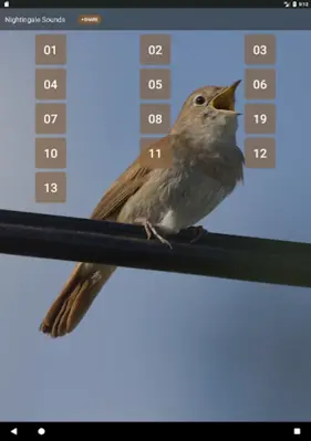 Nightingale Sounds android App screenshot 1